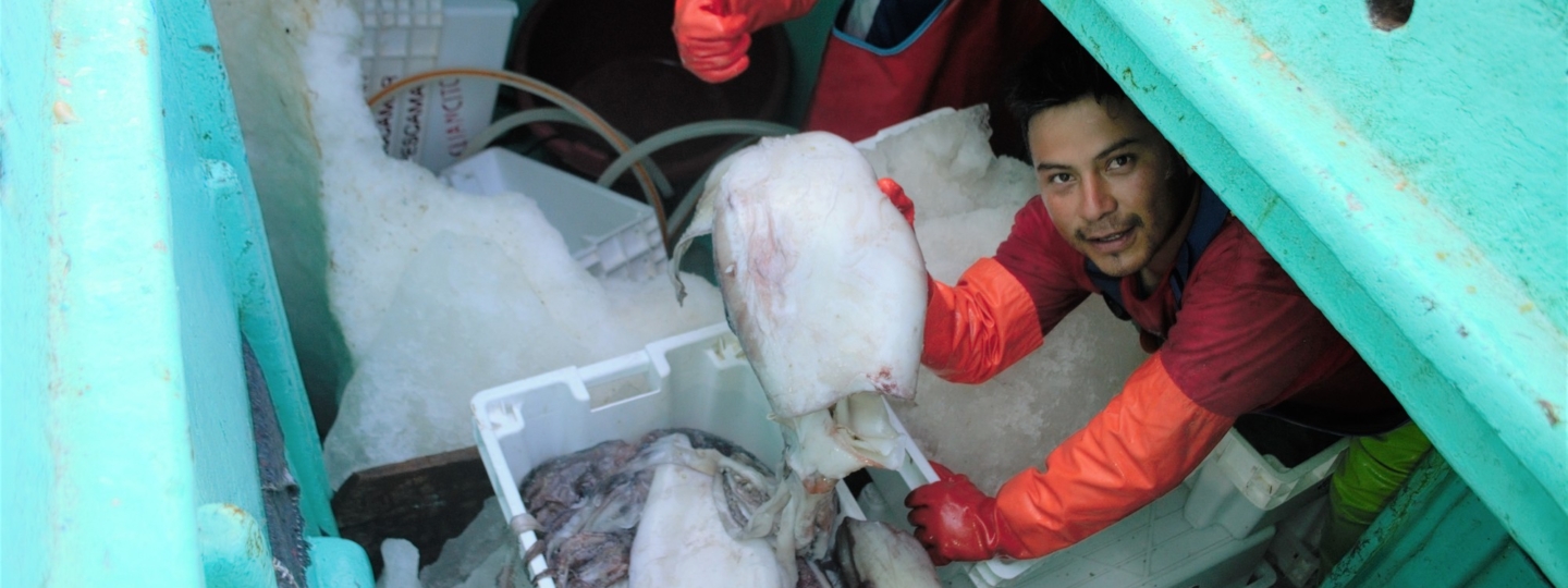 Peru jumbo flying squid fishing