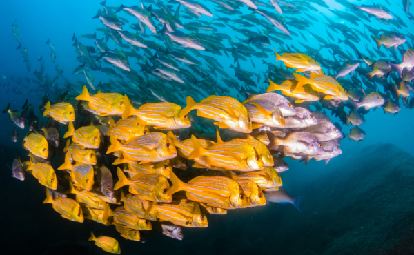 School of yellow fish in the sea