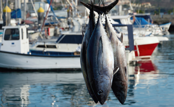 Three freshly caught tuna hanging upside down on a boat