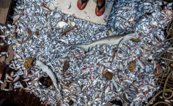 shark bycatch