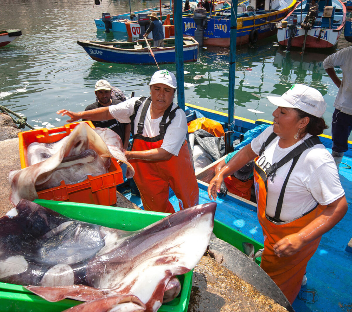 Women on a boat catching jumbo flying squid