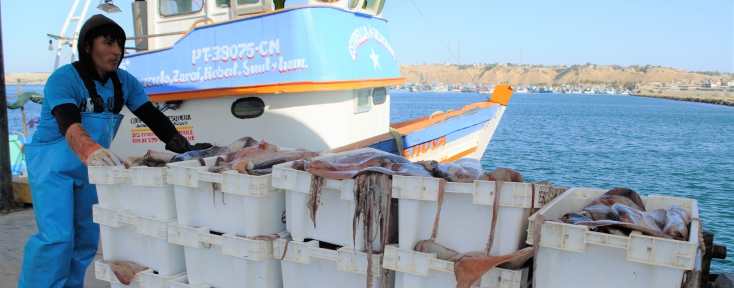 Peru jumbo flying squid fishing
