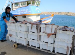 Pesca del calamar volador jumbo en Perú