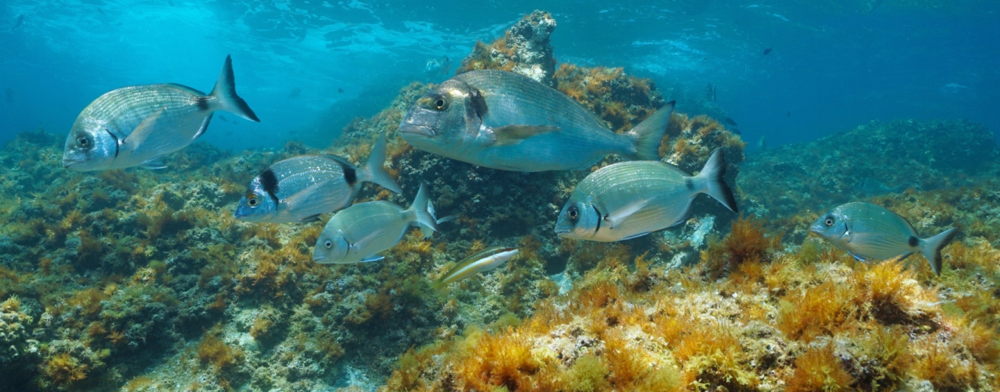 Black and white fish swimming in a school over yellow coral
