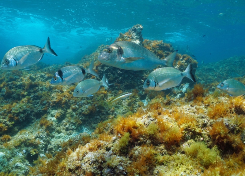 black and white fish swimming in a school above yellow coral