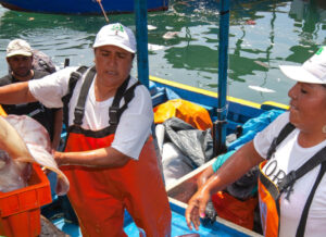 Mujeres pescando calamares voladores gigantes en Perú