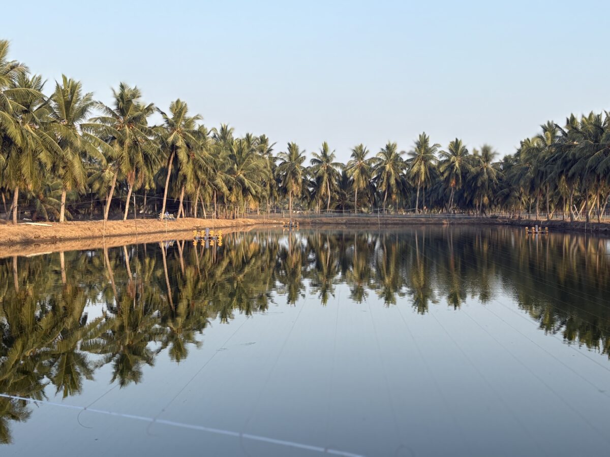 Shrimp pond surrounded by palm trees in Andhra Pradesh, India