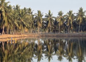 ヤシの木に囲まれたエビ池(インド、アンドラ・プラデシュ州
