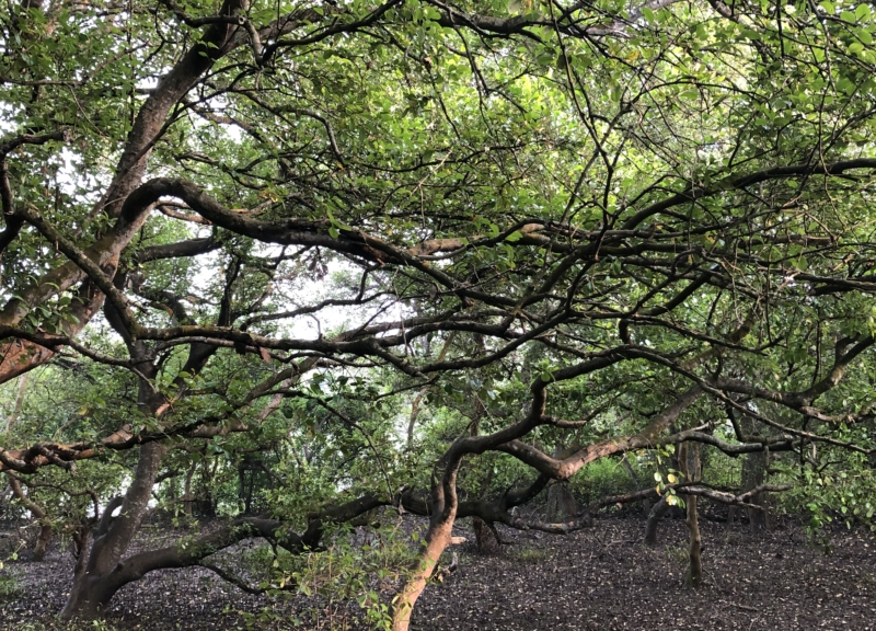 Mangroves in Andhra Pradesh, India