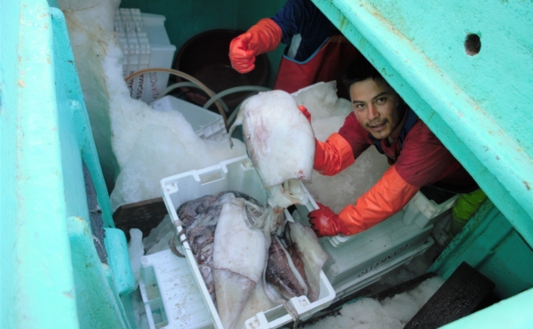 Peru jumbo flying squid fishing