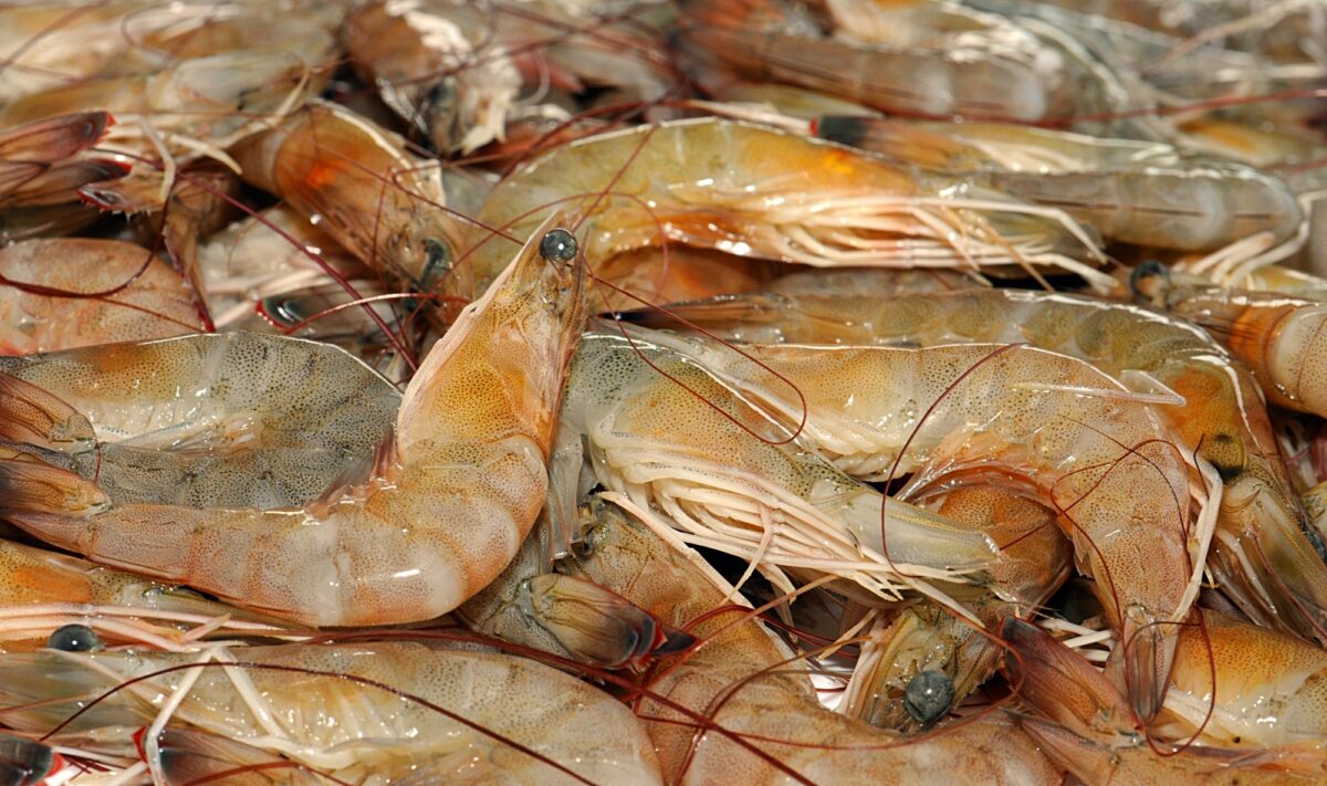 A close-up of a pile of fresh-caught brown shrimp