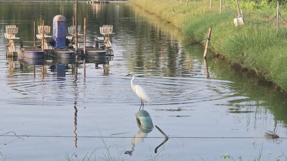 A white egret perched on a pipe in a shrimp pond in Andhra Pradesh, India