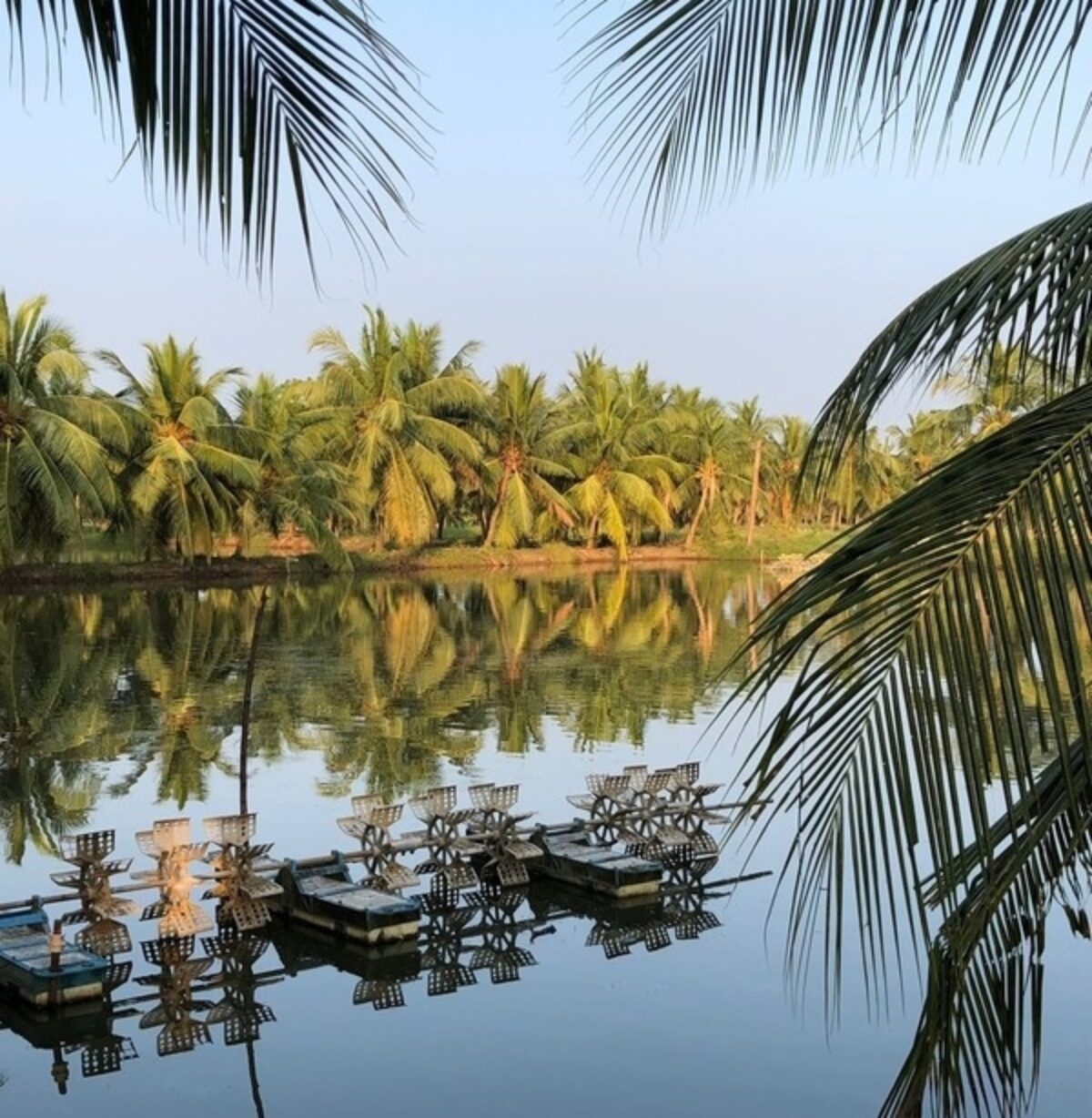 A shrimp farming pond with aerators, bordered by palm trees