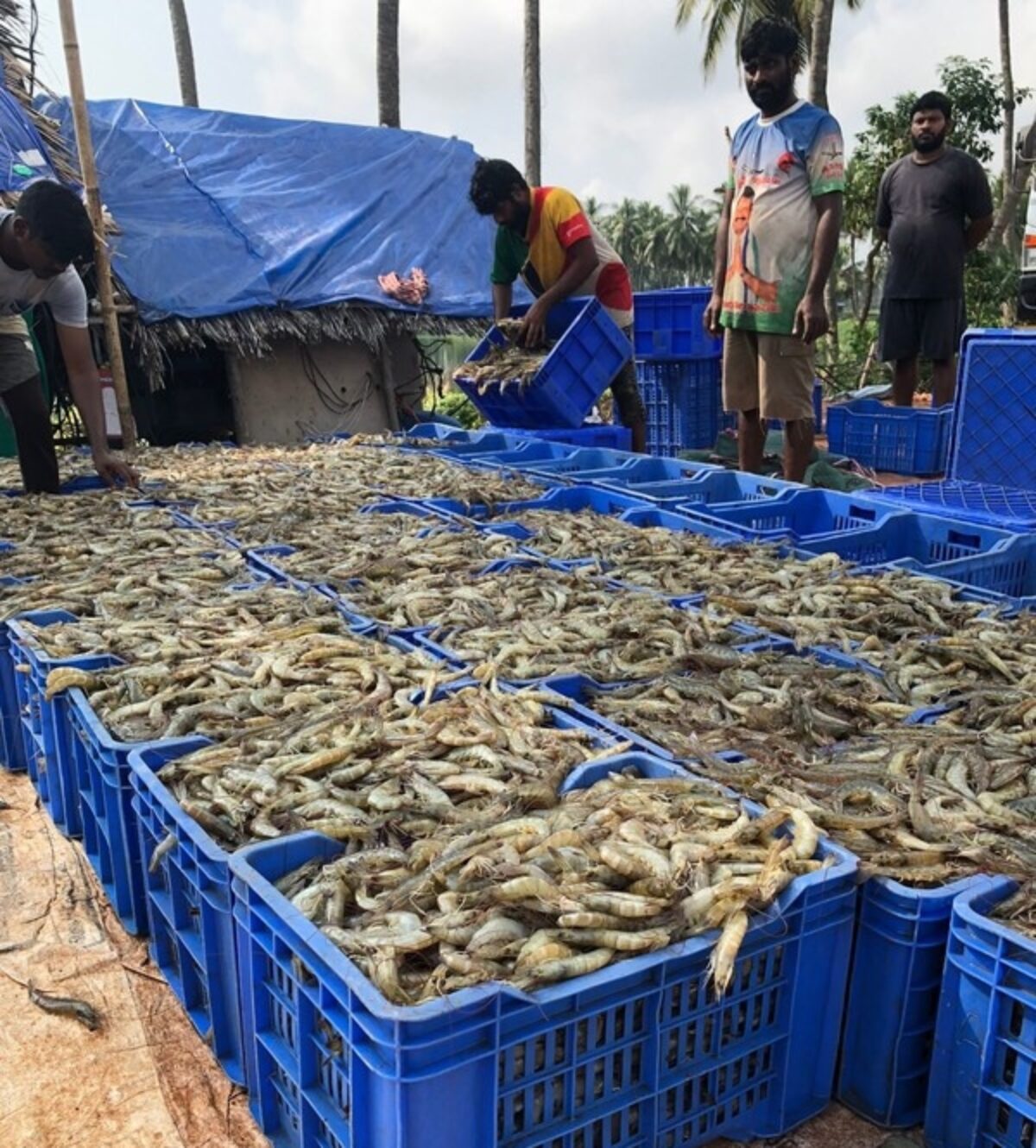 Men sorting blue boxes of shrimp in Andhra Pradesh, India