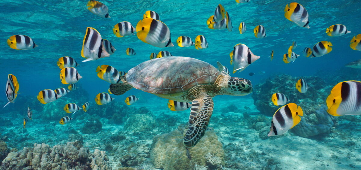 Tortuga marina verde con un banco de peces tropicales negros, amarillos y blancos