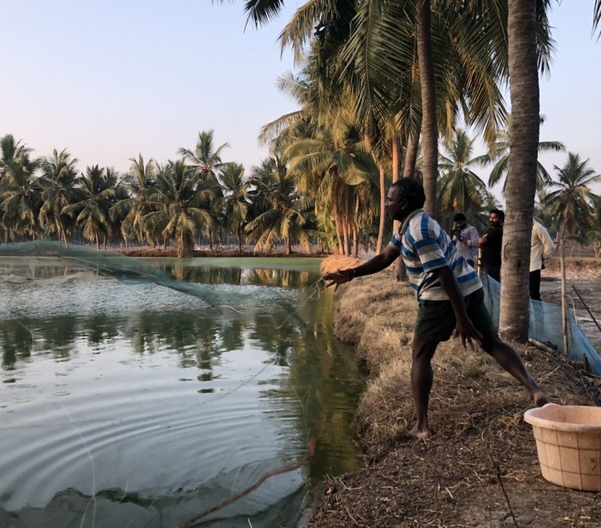 Man throwing a net into a shrimp pod in Andhra Pradesh, India