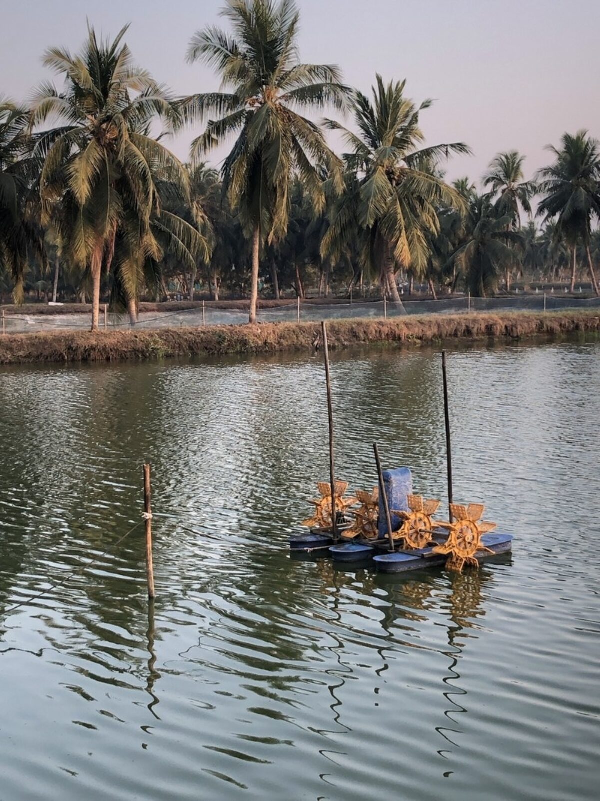 shrimp farming pond bordered by palm trees in Andhra Pradesh, India