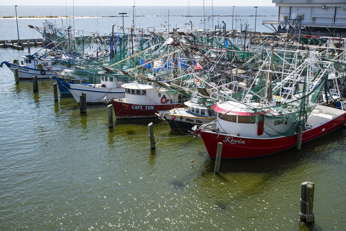 Shrimp fishing boats lined up in a harbot