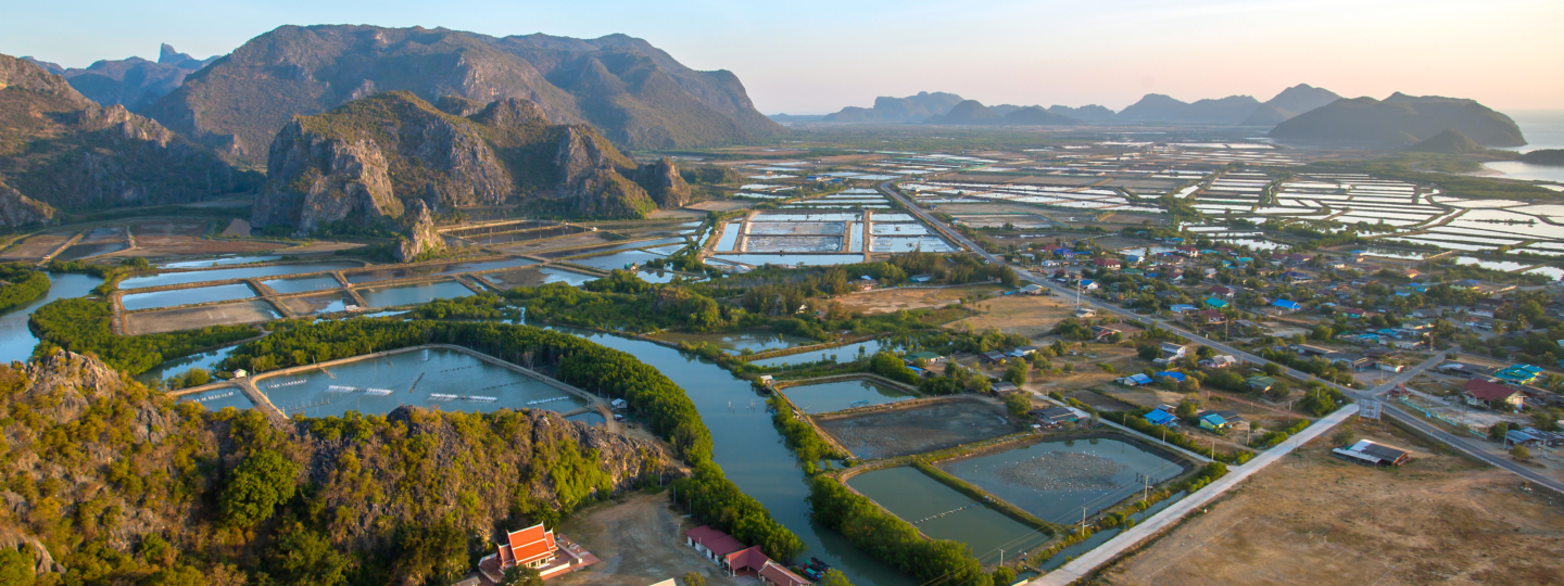 Shrimp Farms in Thailand