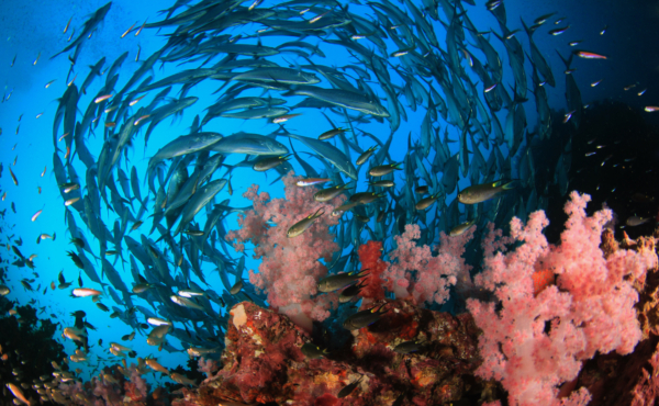 School of Bigeye Trevally (Jack) fish on coral reef