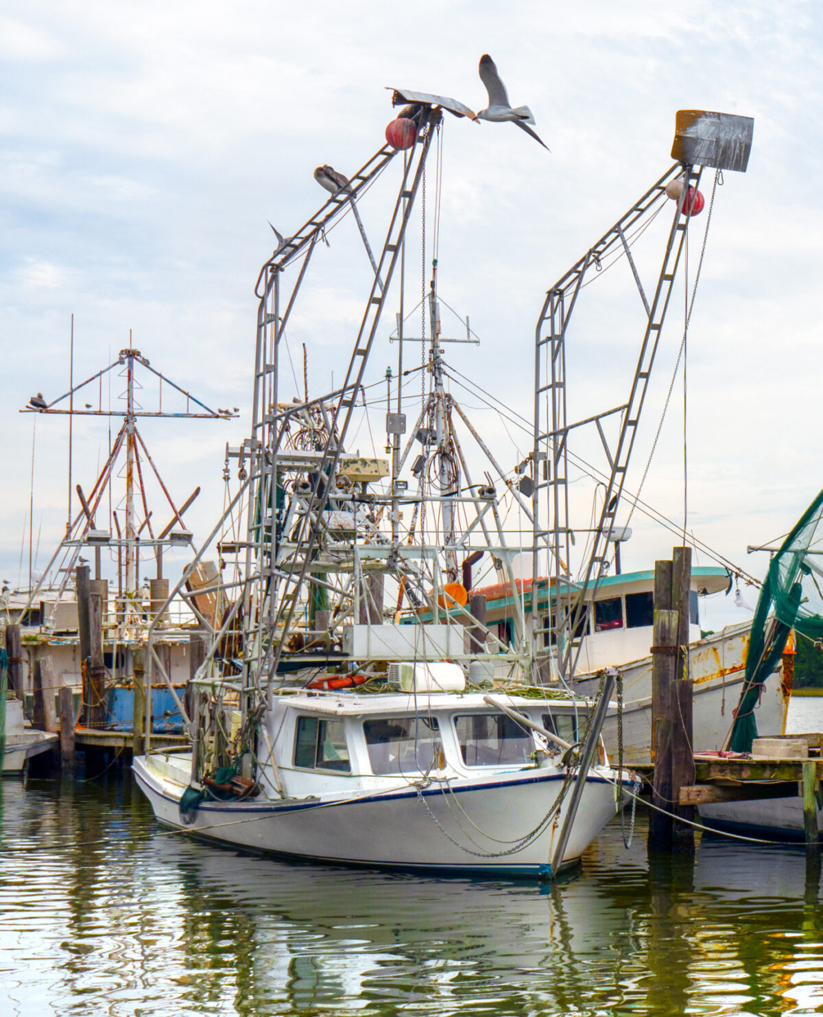 A row of shrimp boats docked at a harbor, with their nets raised in the air