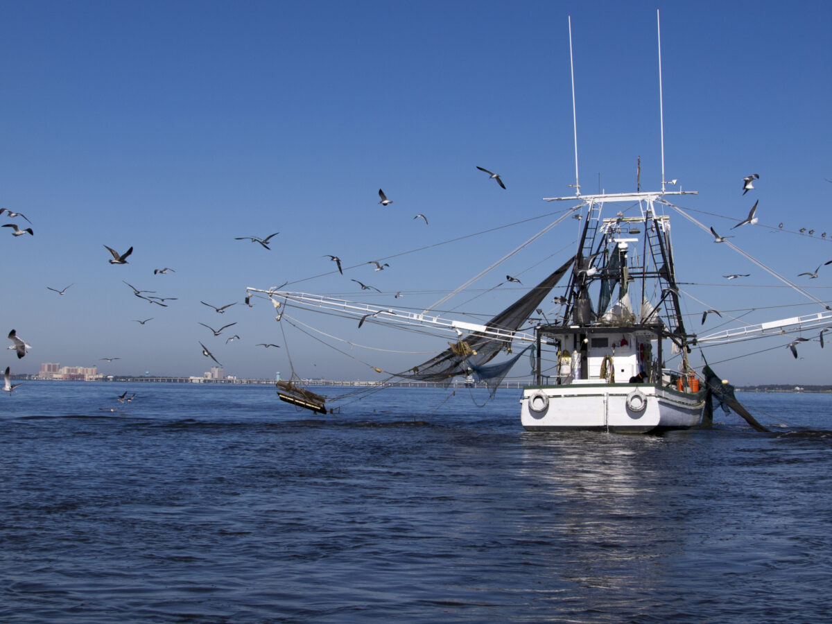 Shrimp boat fishing in the Gulf of Mexico, with many birds flying around the nets