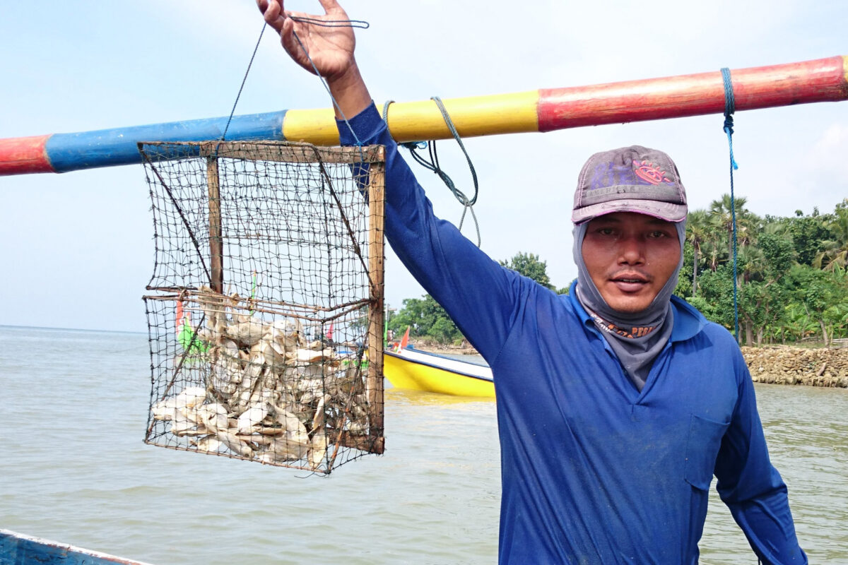 A blue swimming crab fisher in a blue shirt and grey baseball cap, holding up a cage full of freshly caught crabs