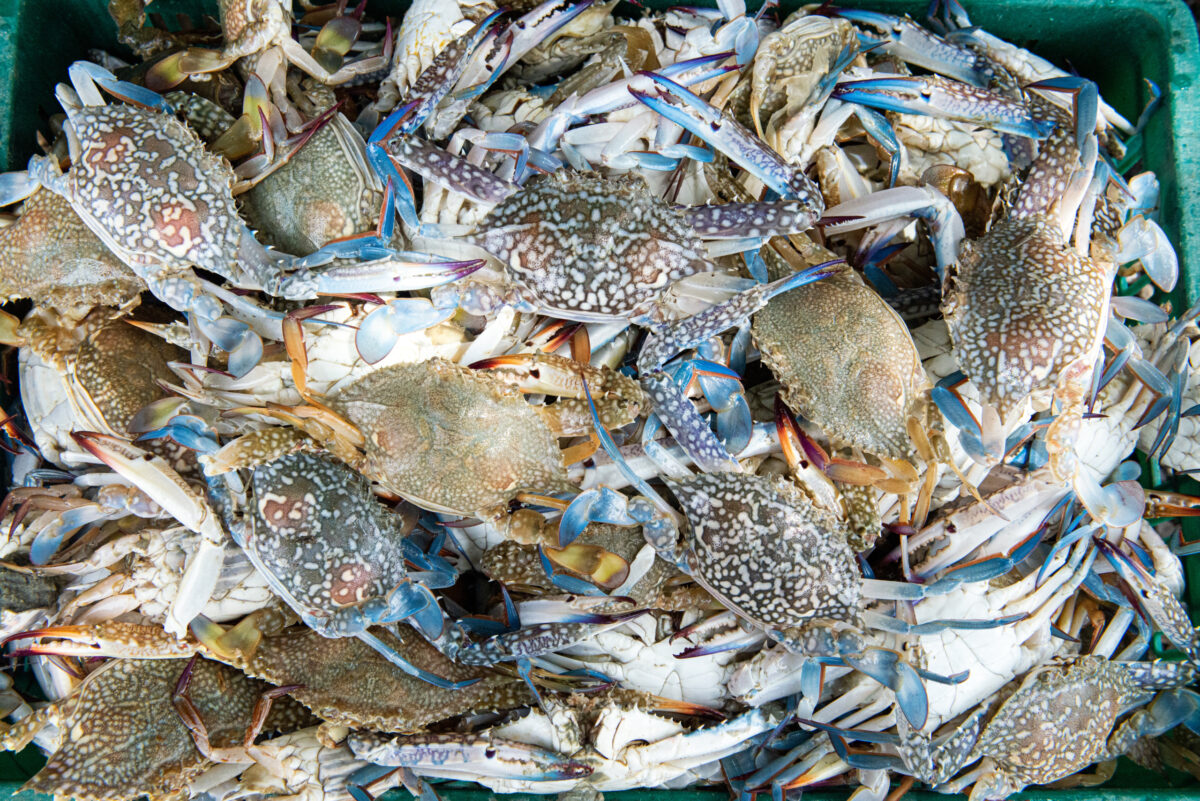 a pile of blue swimming crab