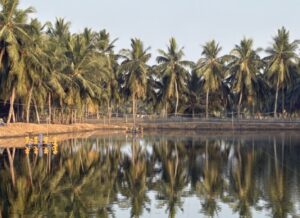 Shrimp pond surrounded by palm trees in Andhra Pradesh, India