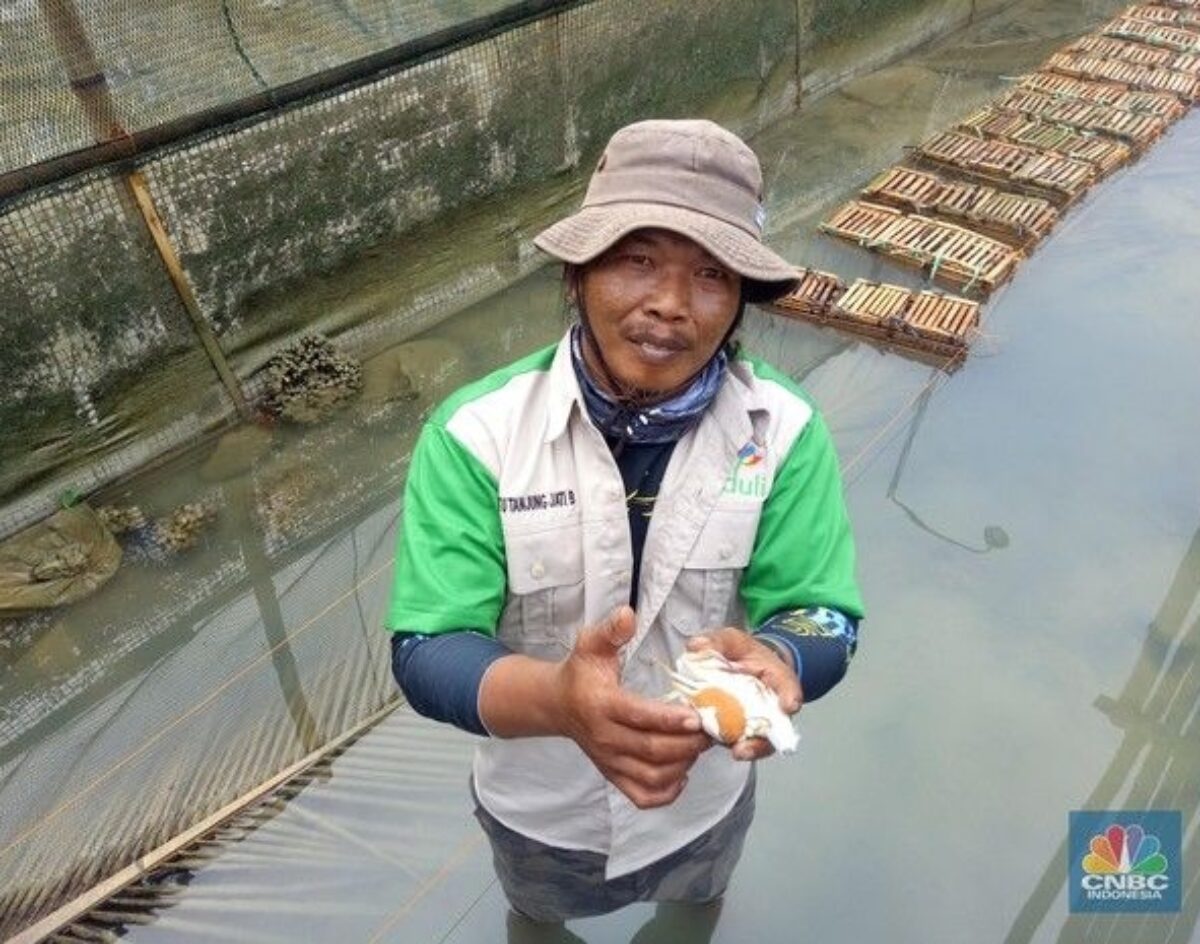 Mustain, the chairman of the Forkom Nelangsa, Blue Swimming Crab Fishers Forum in Indonesia, holding a crab and looking up at the camera