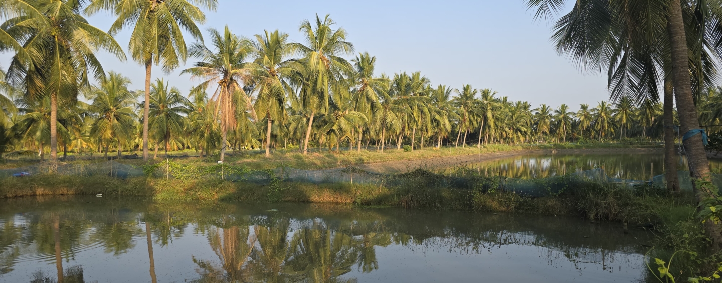 Shrimp pond with palm trees reflected in the water, Andhra Pradesh, India