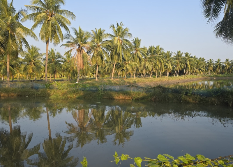Shrimp pond with palm trees reflected in the water, Andhra Pradesh, India