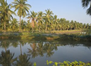 Shrimp pond with palm trees reflected in the water, Andhra Pradesh, India
