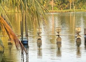 Shrimp farming pond bordered by palm trees in Andhra Pradesh, India