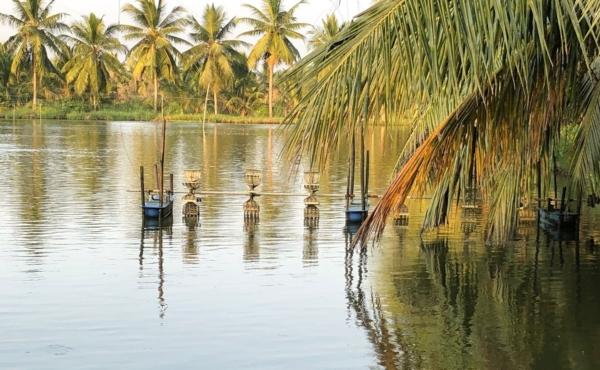 Shrimp farming pond bordered by palm trees in Andhra Pradesh, India