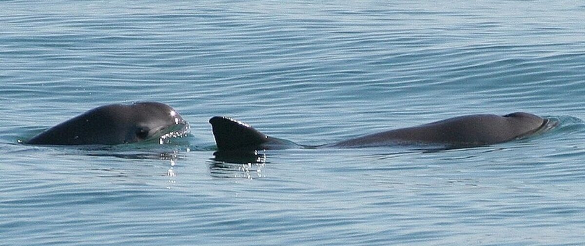 Two vaquita porpoises swimming in the Gulf of California