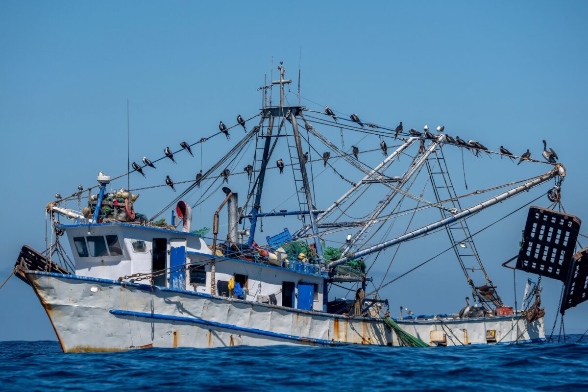 A shrimp fishing boat in the Sea of Cortez, with multiple seabirds sitting on its masts and nets
