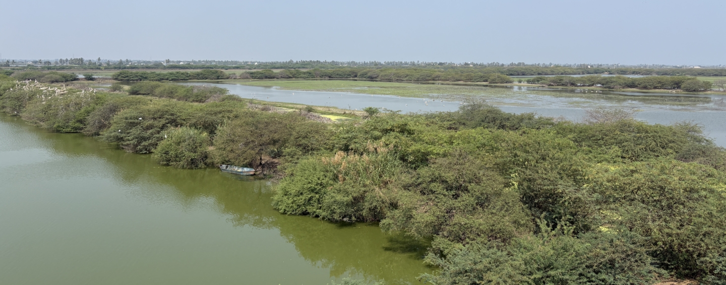 Shrimp farms and mangroves in Andhra Pradesh, India