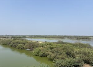 Shrimp farms and mangroves in Andhra Pradesh, India