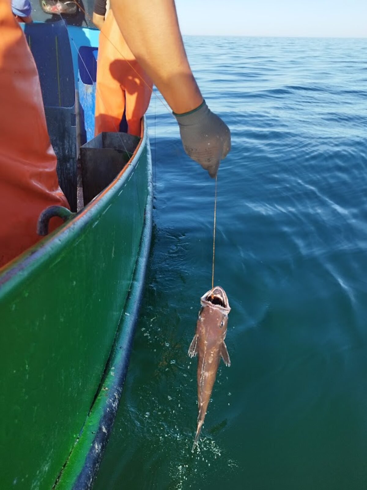 A southern hake fish being pulled out of the water on a fishing line into a green boat