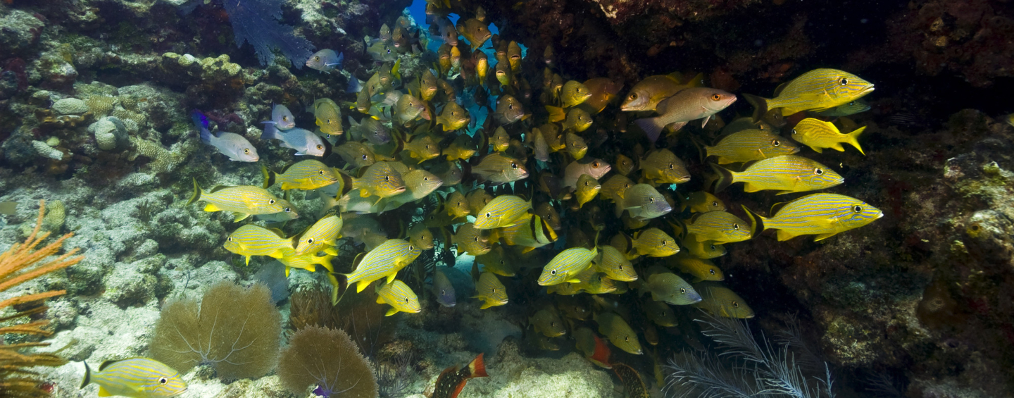 School of yellow snapper swimming past coral reef
