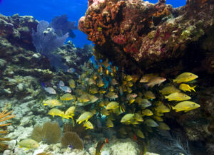 School of yellow snapper swimming past coral reef