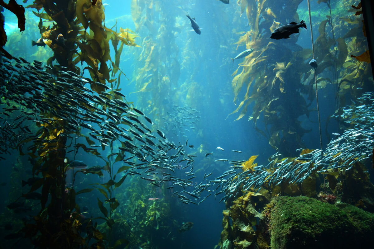 Kelp forest underwater