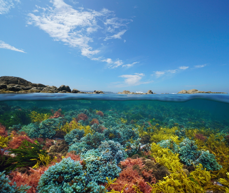 A seascape with colorful seaweed below the water and a mountainous island above