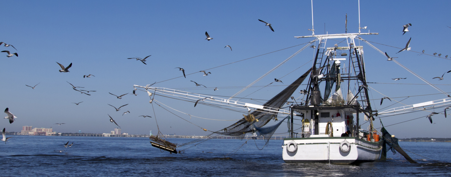 Shrimp boat fishing in the Gulf of Mexico, with many birds flying around the nets