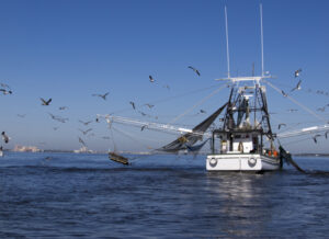 Shrimp boat fishing in the Gulf of Mexico, with many birds flying around the nets