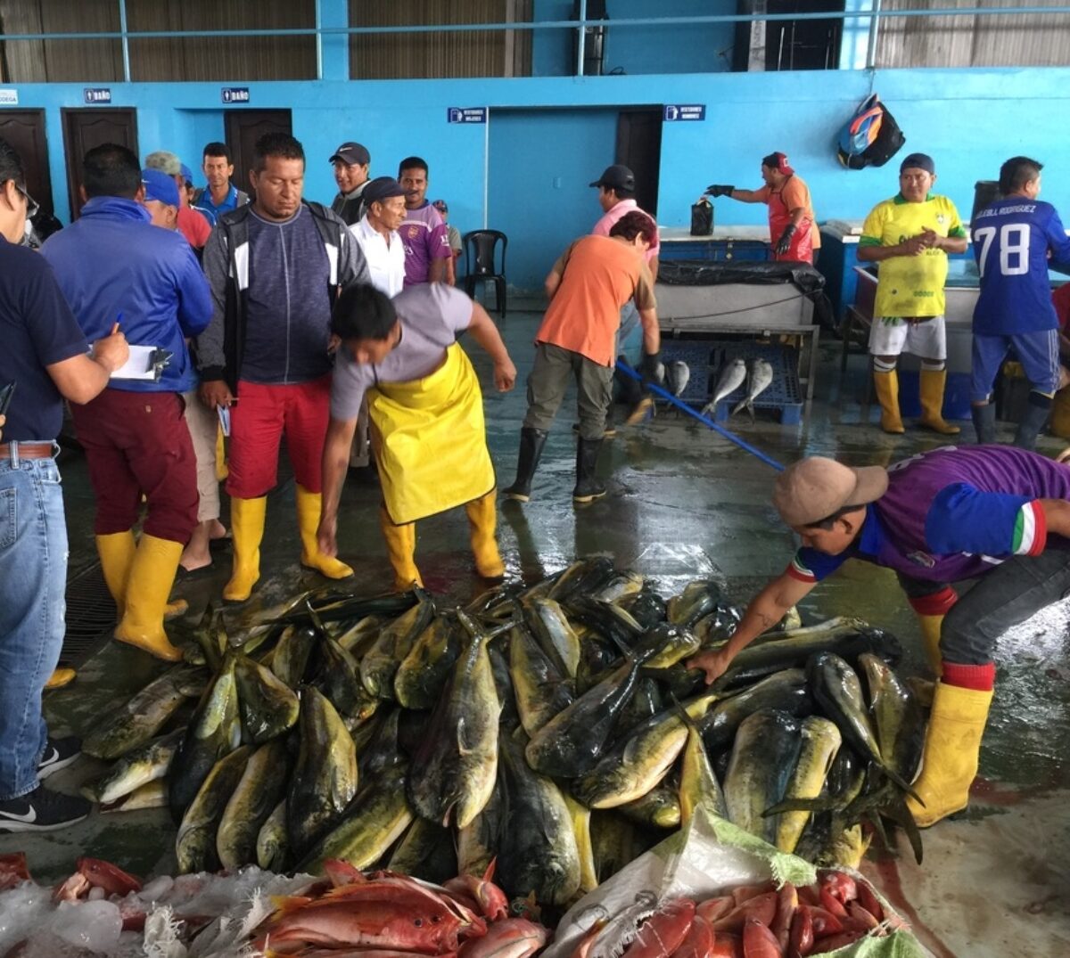 Fishermen in a warehouse with a pile of freshly caught mahi