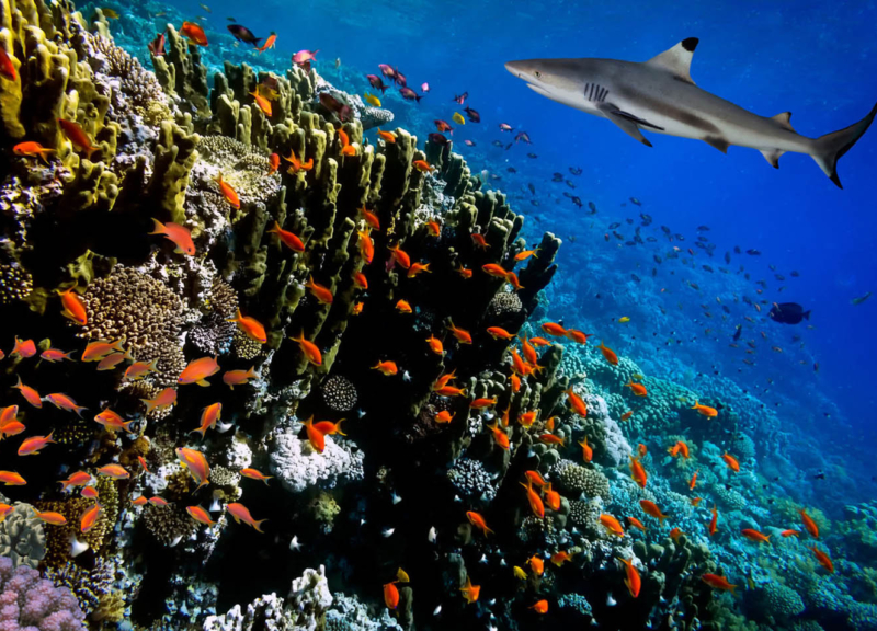 small shark cruises a reef populated by a school of small red fish