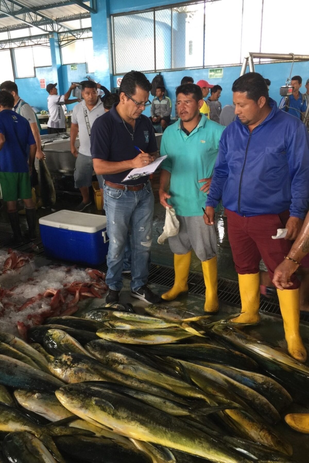 Three fishermen in rubber boots standing in front of a large pile of freshly caught mahi-mahi in a warehouse