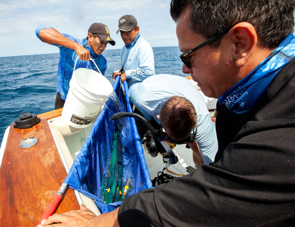 Four men on a boat, holding a captured mahi fish in a blue tarp, getting ready to tag the fish